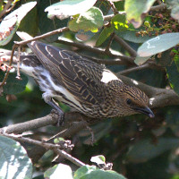 Somali Short-toed Lark